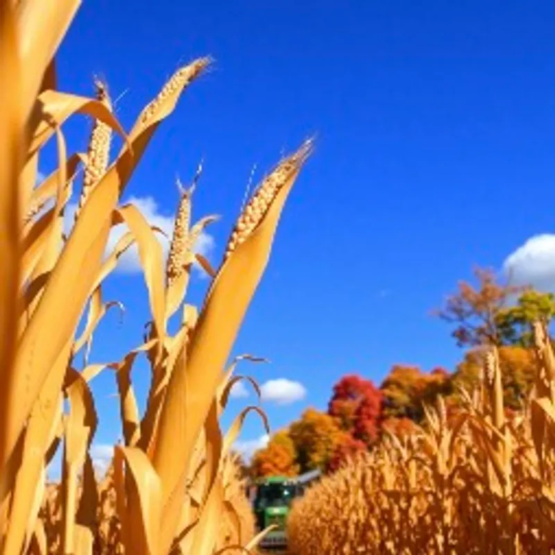 Autumn Harvest Braggot image